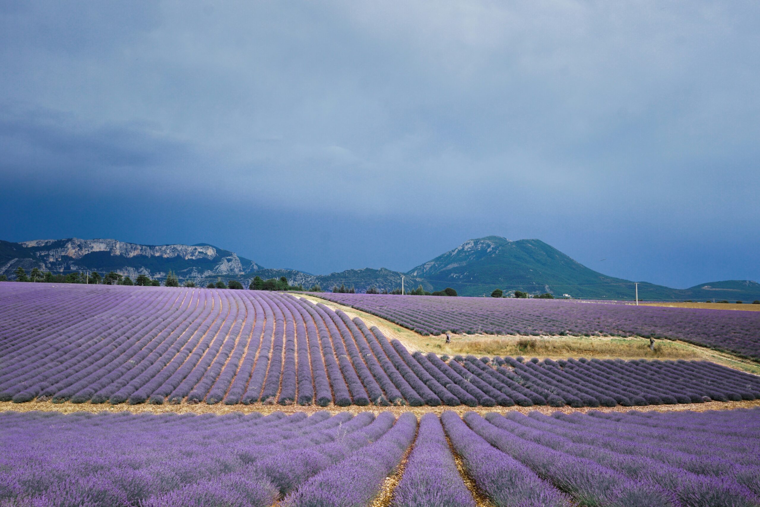 Flowering lavender fields in Provence, France